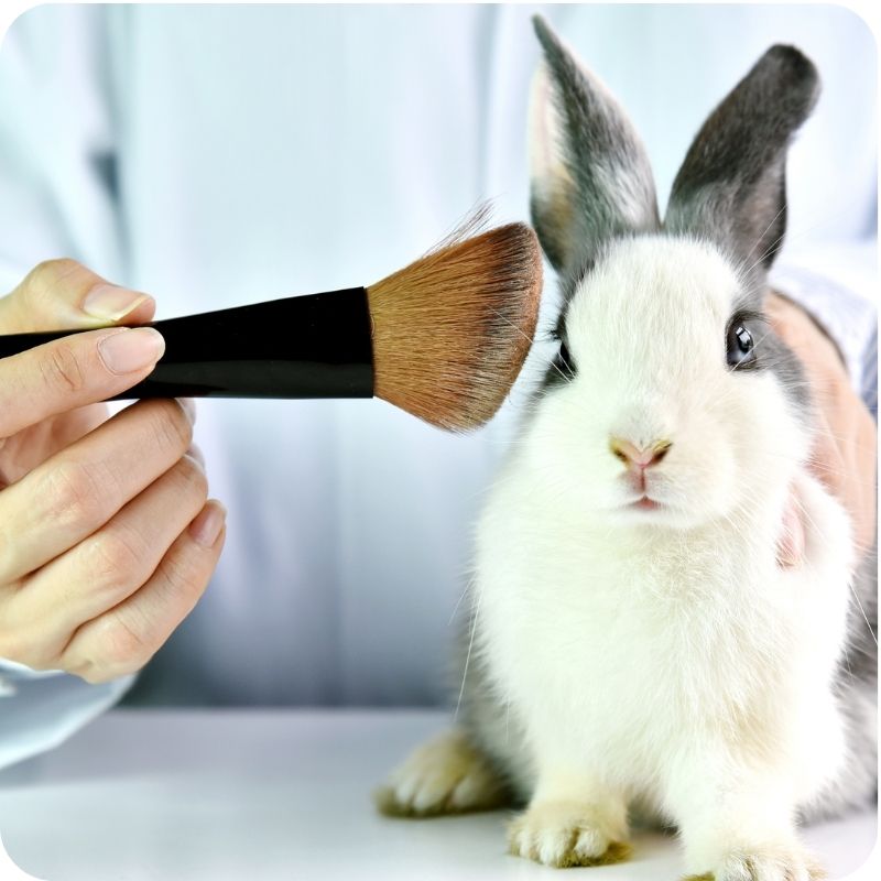 Image of a rabbit being brushed.