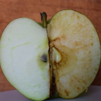Image of an apple cut in half with one side oxidated.