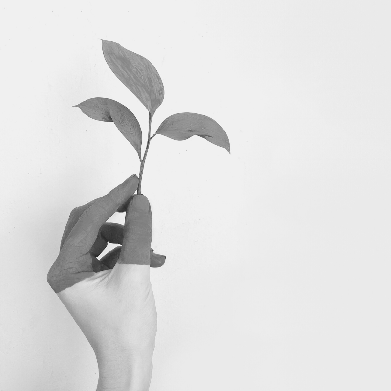 green hand holding a leaf