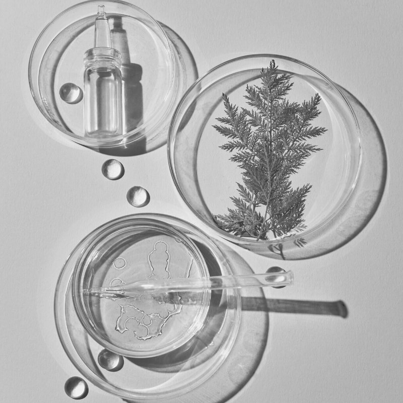 petri dishes with plants