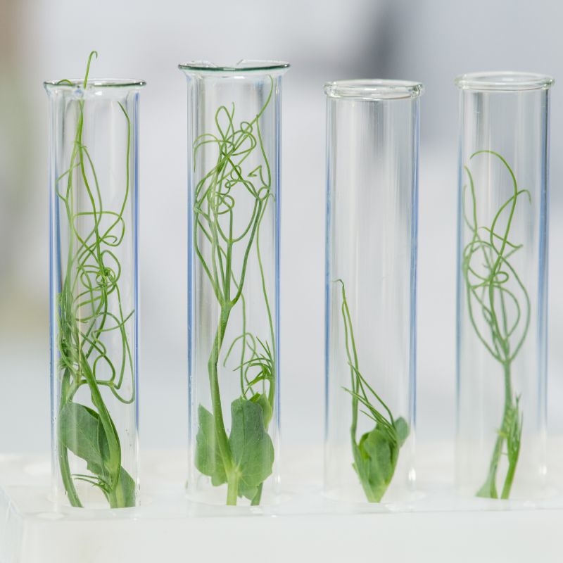 Image of plants growing in test tubes.