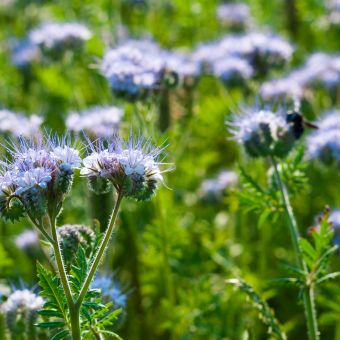 Blue tansy